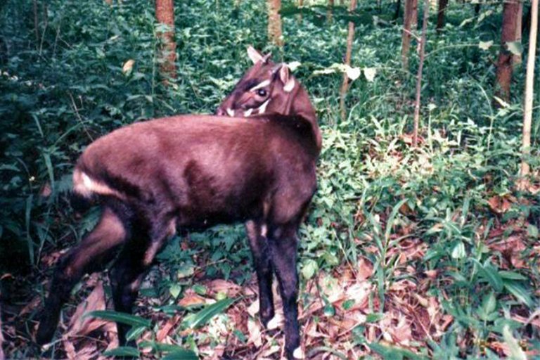 The saola (Pseudoryx nghetinhensis)