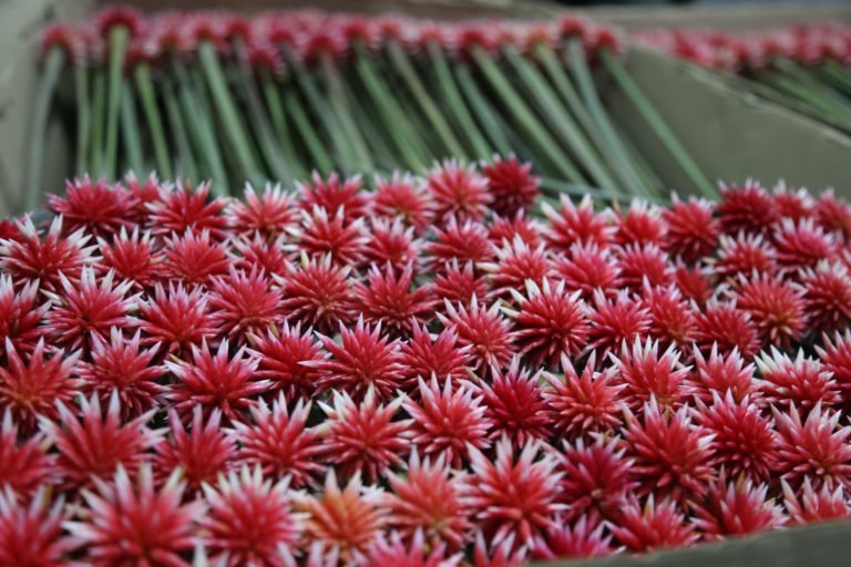 Inírida winter flowers packed and ready to ship.