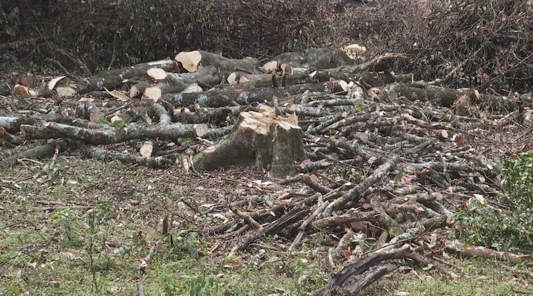 Trees logged in Olpusimoru Forest Reserve. Image by Keit Silale for Mongabay.