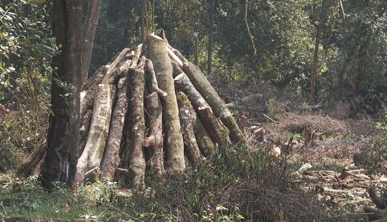 Timber harvested from Olpusimoru Forest Reserve. Image by Keit Silale for Mongabay.