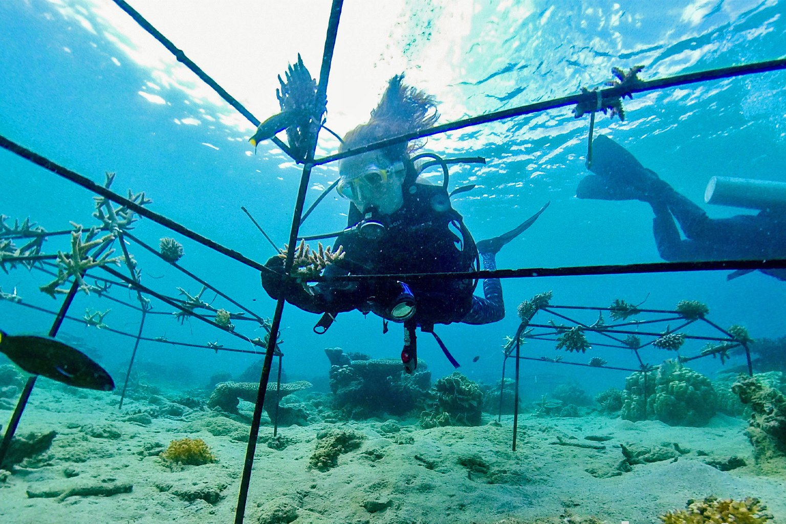 A reef restoration project underway. 