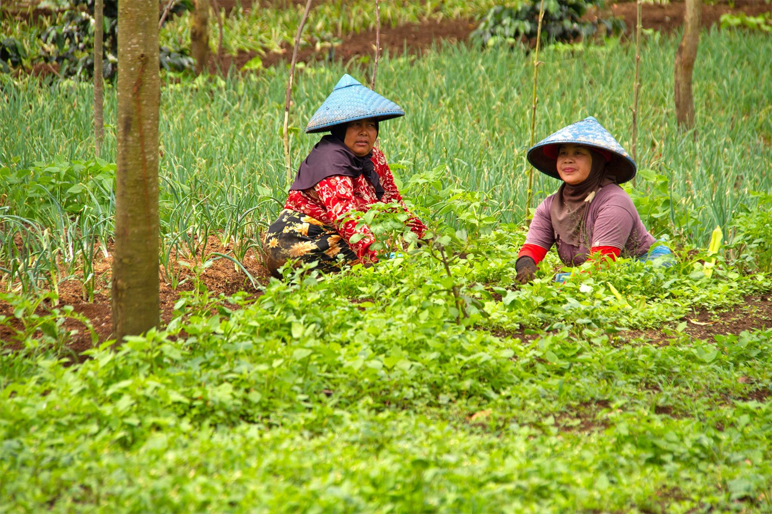 Farmers tend to vegetable crops in Kertasari.