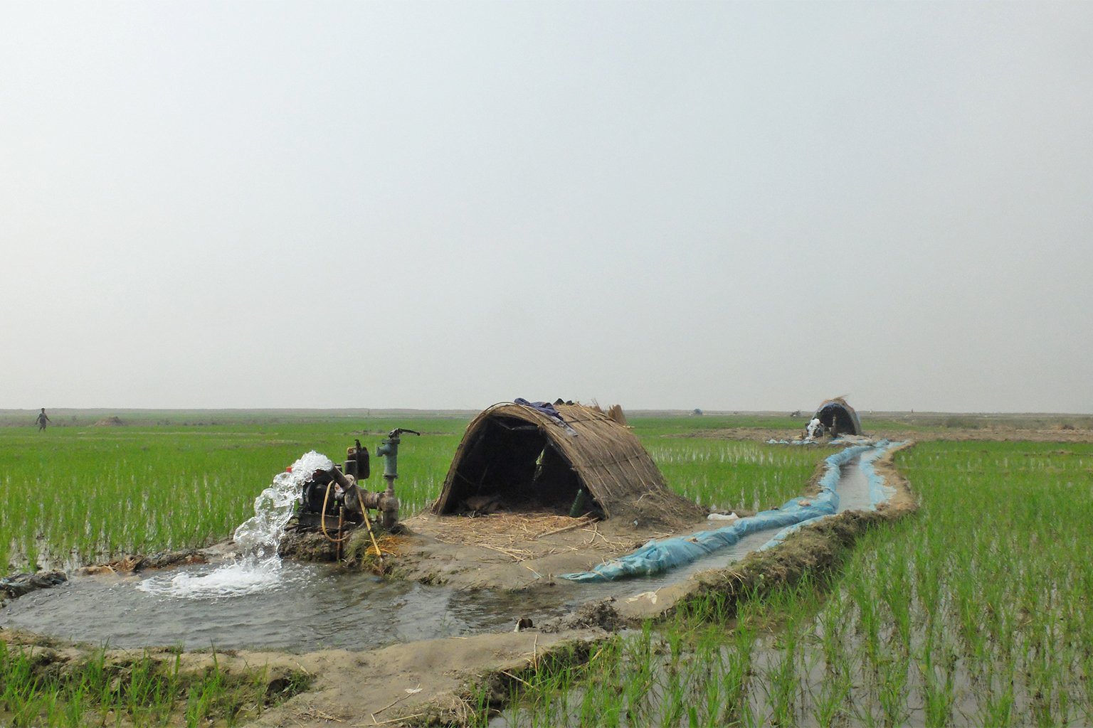 Irrigation in a paddy field