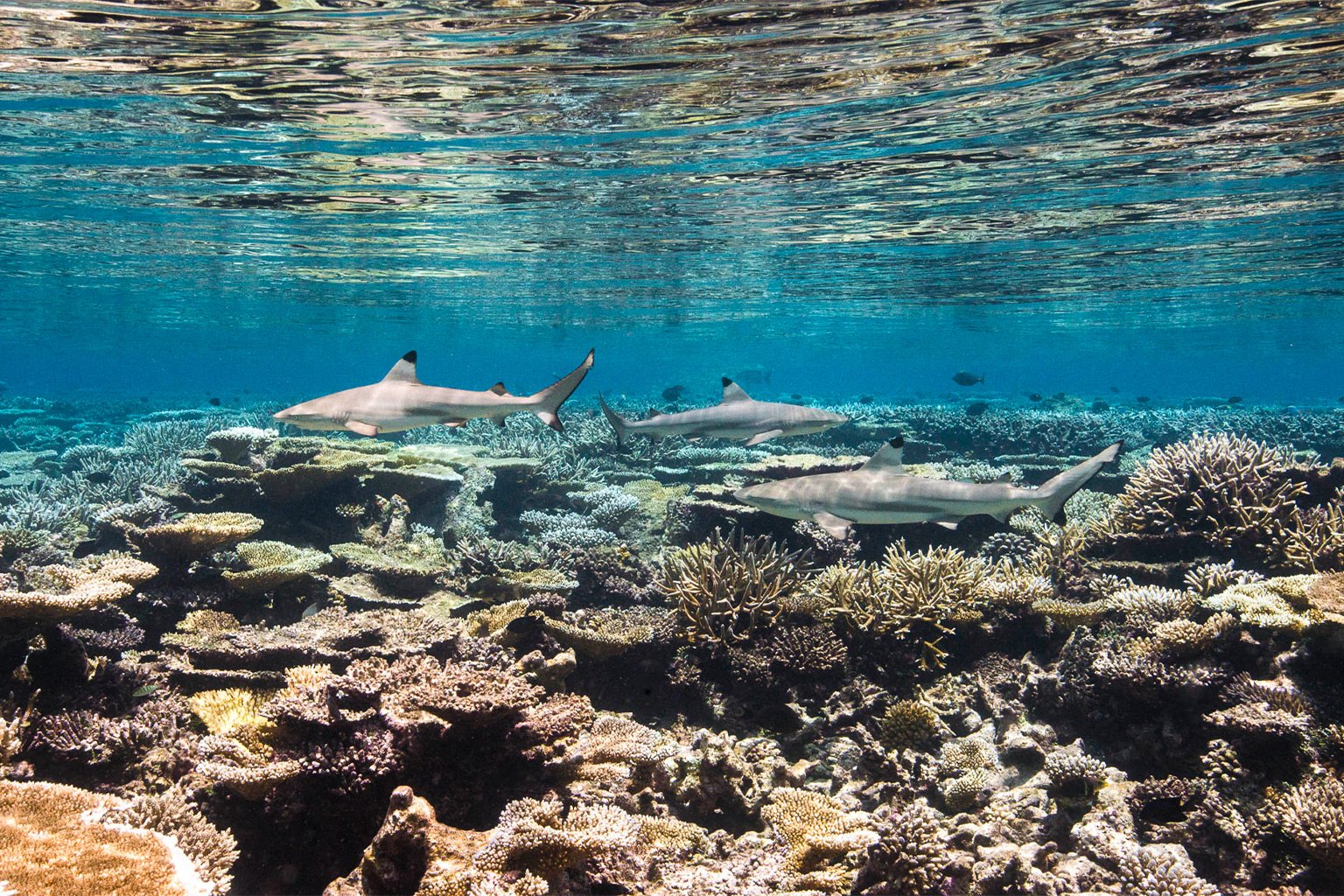 Blacktip reef sharks