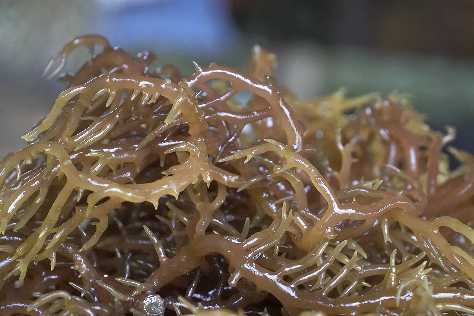 Seaweed.