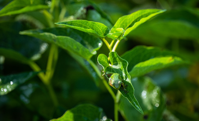 A green tree frog sits on a leaf in the morning sun. Photo by Stephen Taglieri for Mongabay.