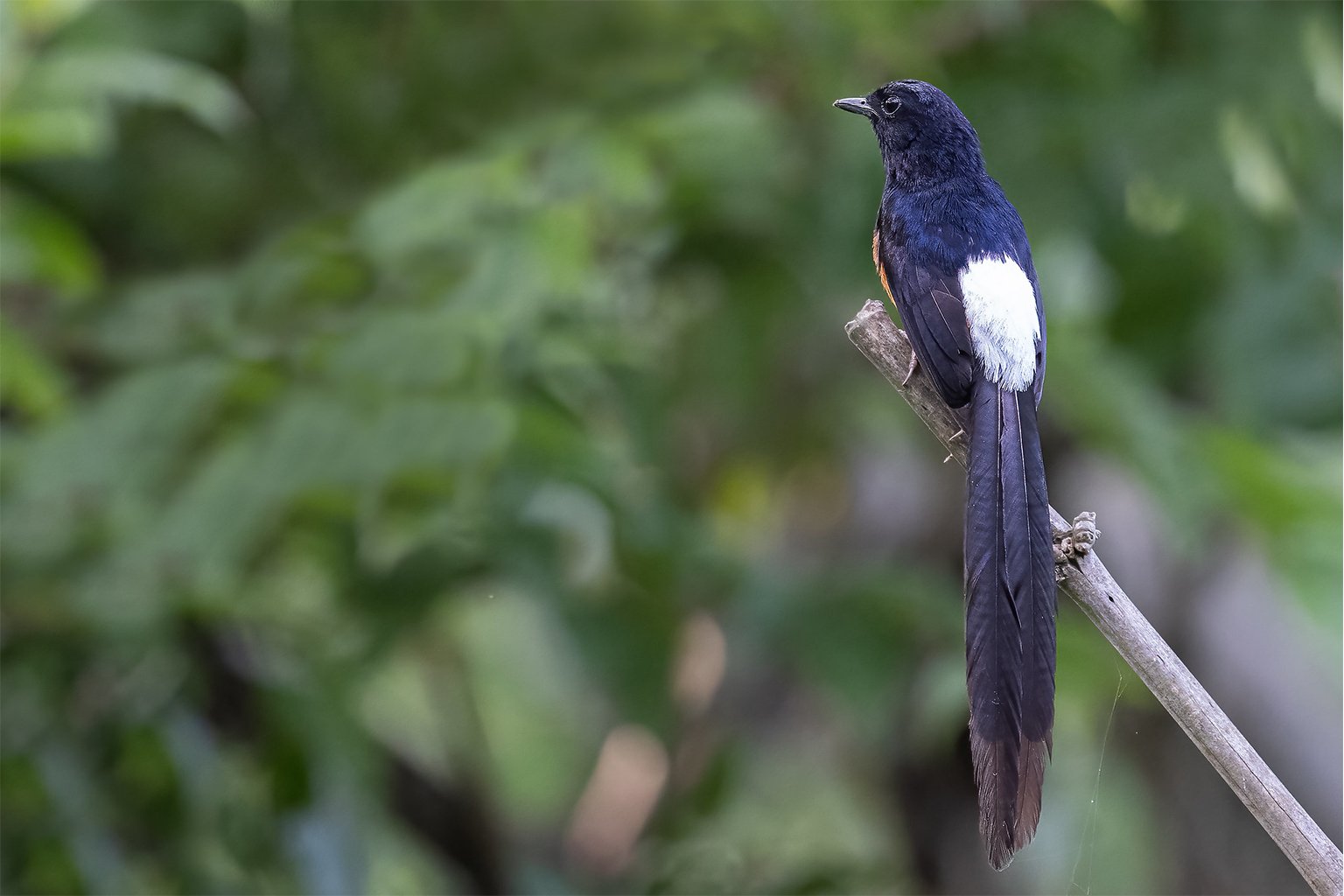 white-rumped shama