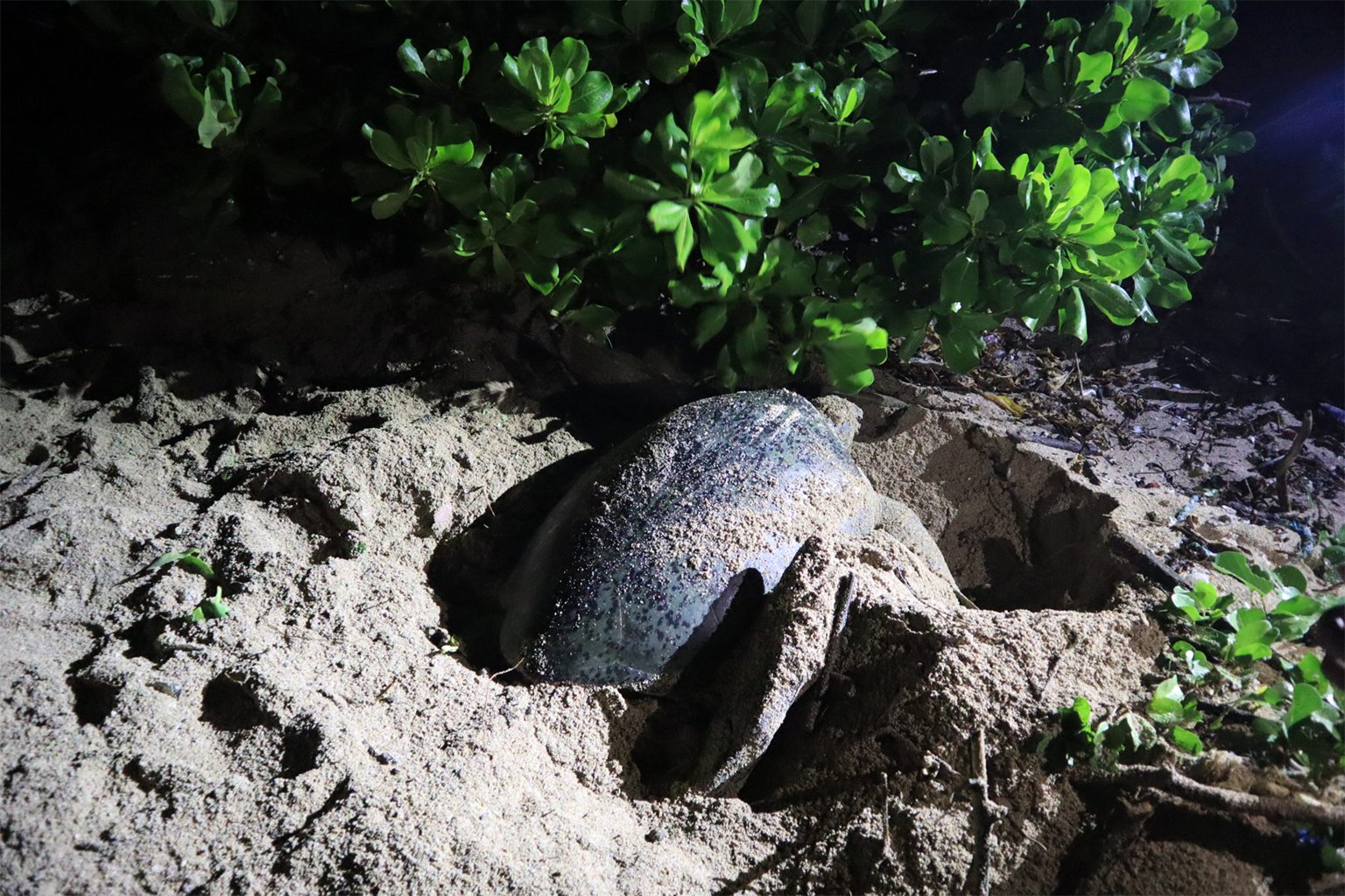 A turtle on Mawil Beach in West Sumbawa. 