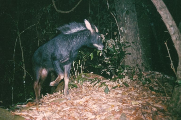 Mainland serow