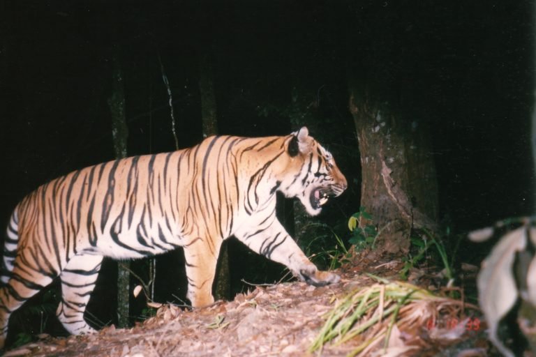 Indochinese tiger