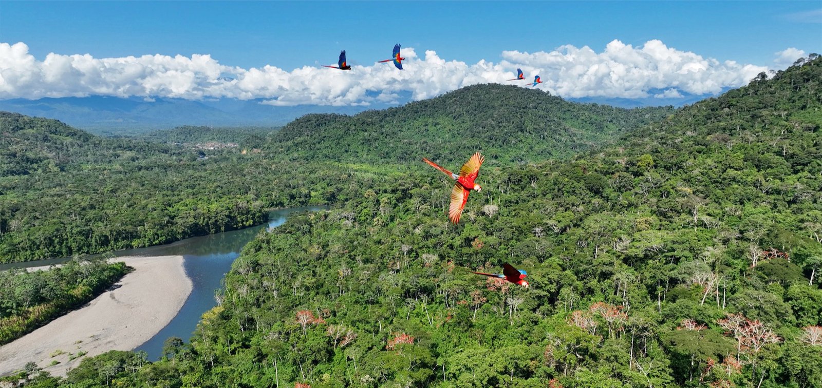 Macaws fly over the rainforests of Peru.