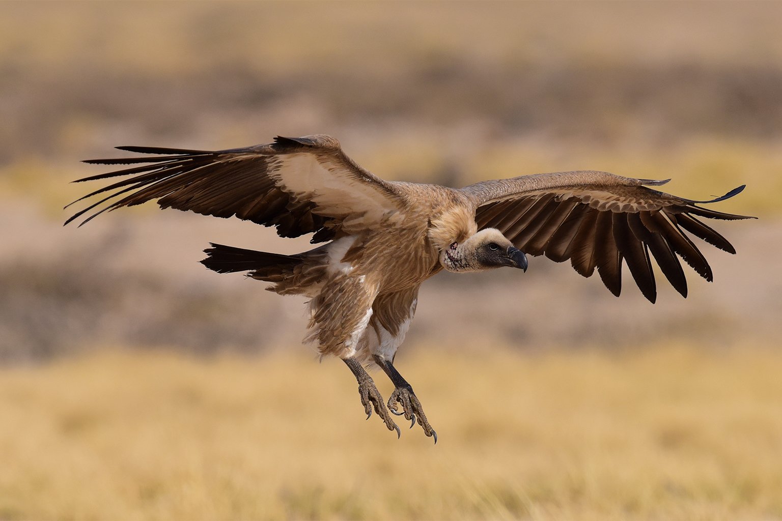 A white-backed vulture