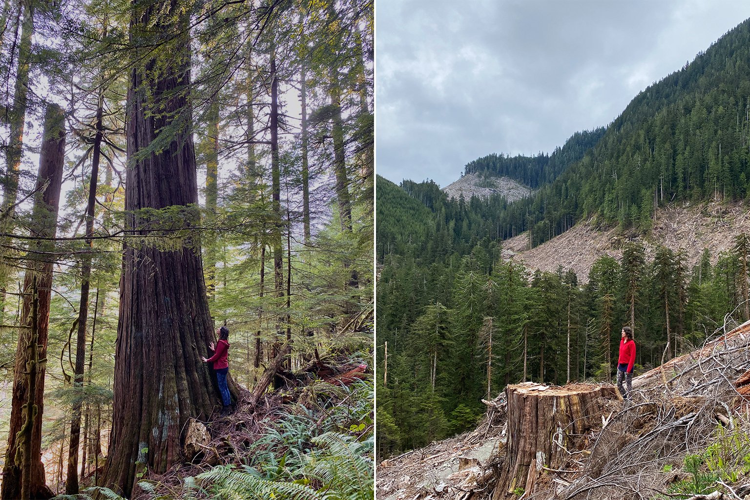 Tall old growth western red cedar