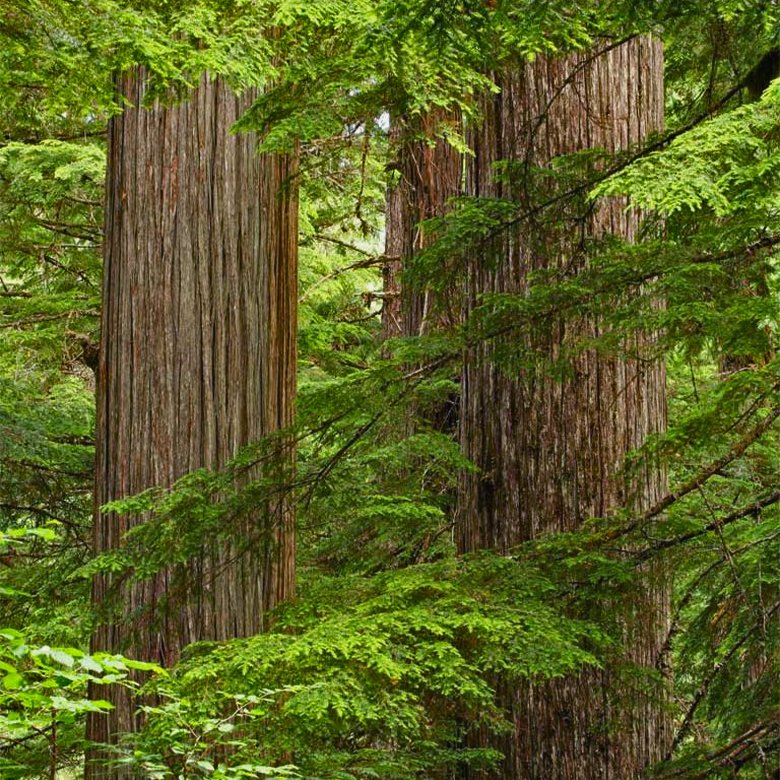 British Columbia’s remaining old growth forests