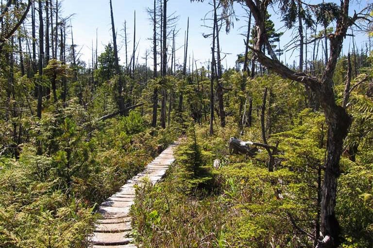 Sparse, scrubby mountainside old growth