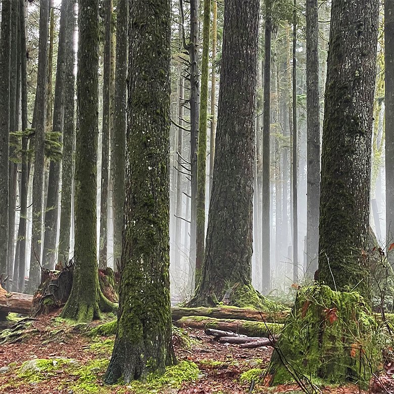 A second growth tree farm