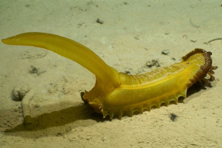 A sea cucumber