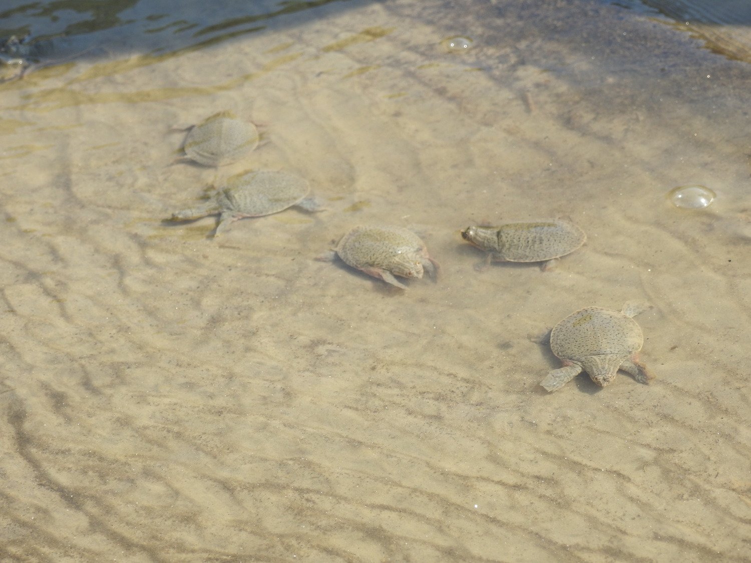 Indian narrow-necked turtles
