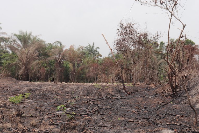 A burned area in Stubbs Creek Forest Reserve. Image by Orji Sunday for Mongabay.