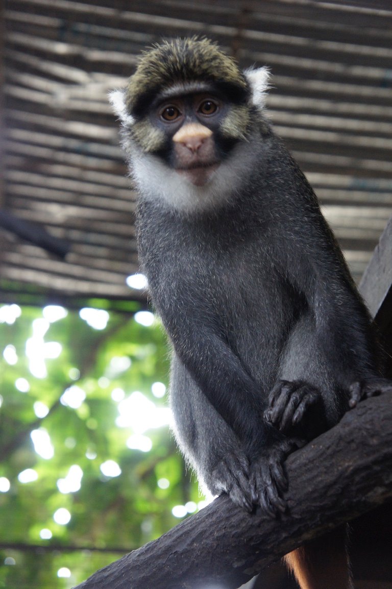 The endangered Sclater's guenon (Cercopithecus sclateri) is only found in Nigeria. Image by LaetitiaC via Wikimedia Commons (CC BY-SA 3.0).