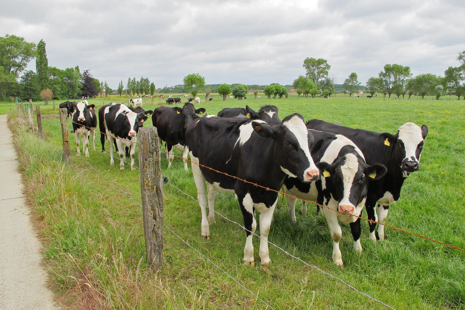 Cows in a field.