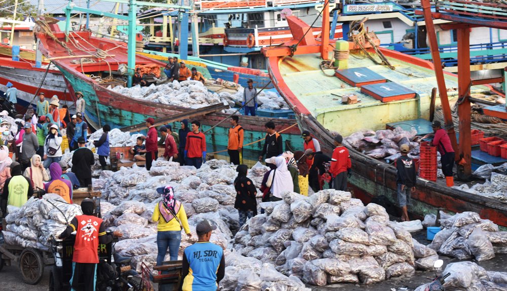 Fish Loading and unloading activities.