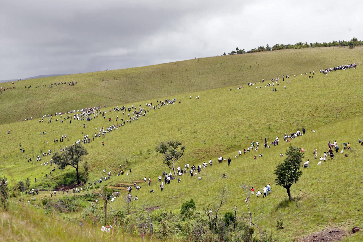 Participants at a tree-planting event