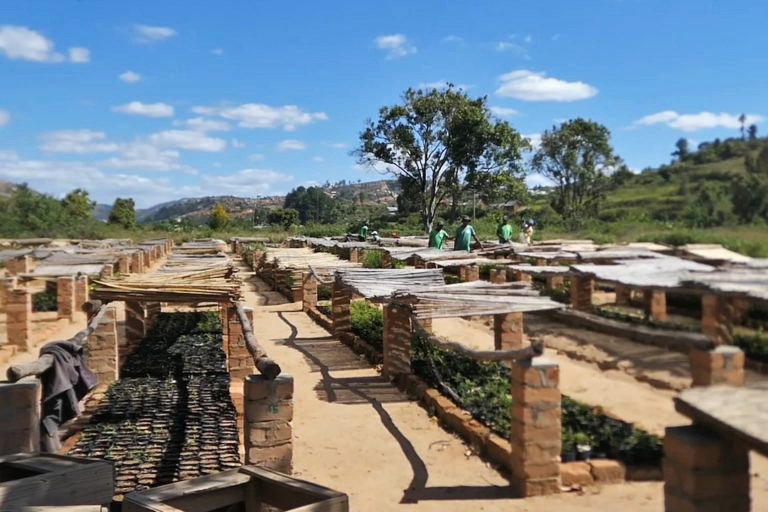 Bôndy’s tree nursery in Andramasina. 