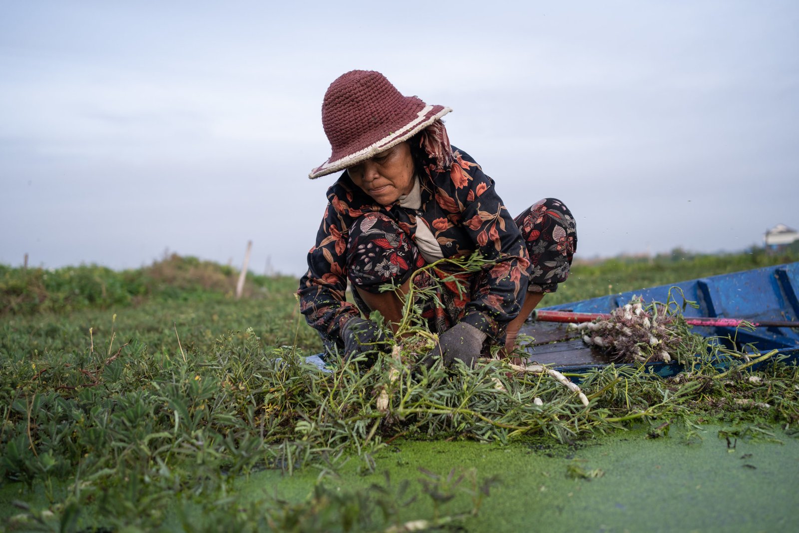 Diet Savon collecting aquaculture crops