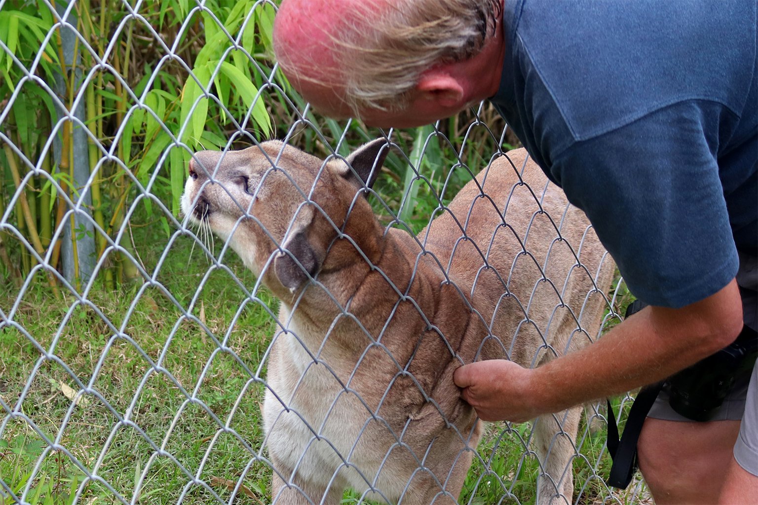 puma at WFFT