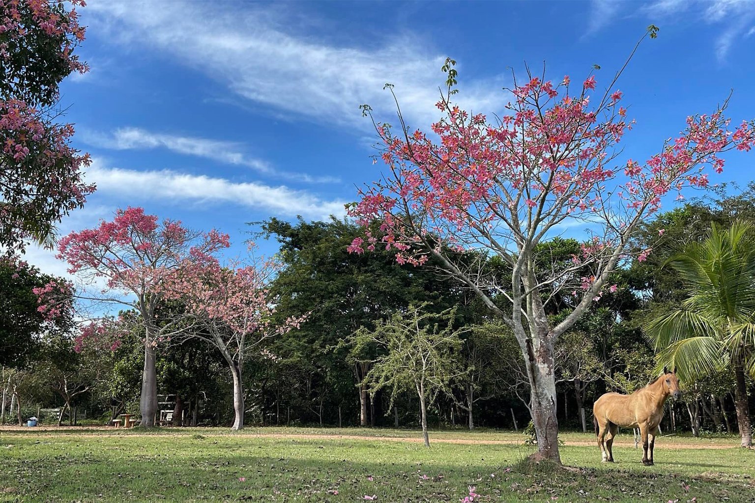Scenic view of São Nicolau Farm.