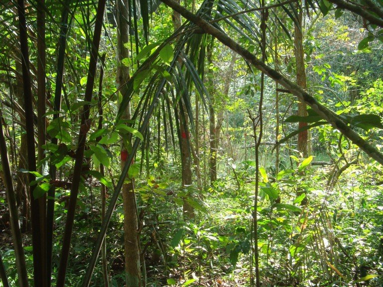 One of the plots in the 2,000-hectare parcel.