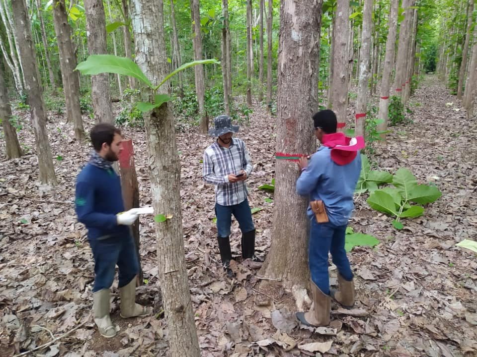 The ONF Brasil team measuring biomass.