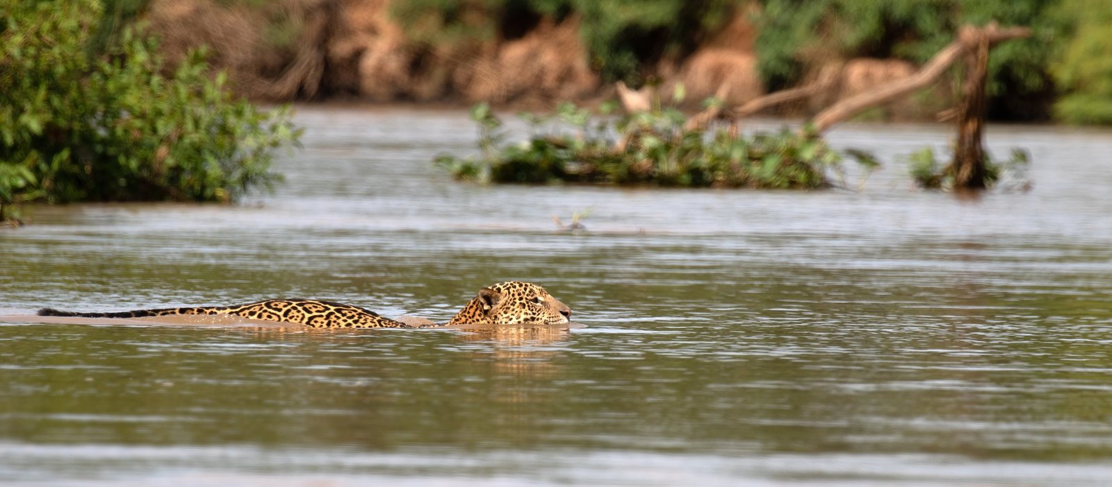 A jaguar swims across a river.