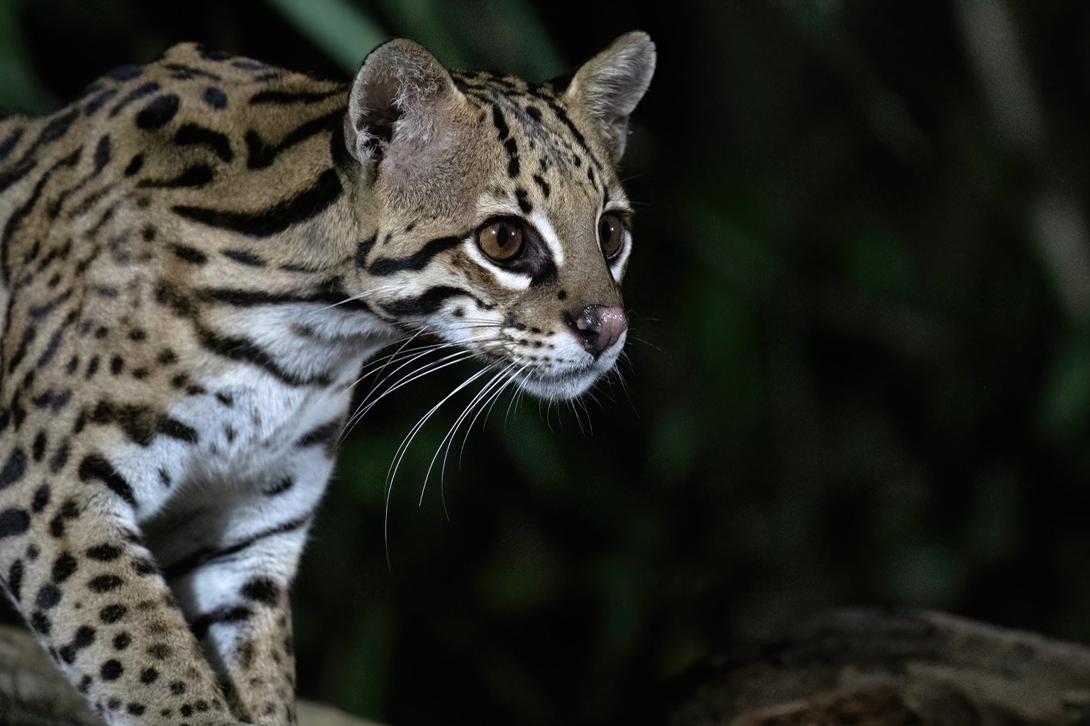 An ocelot