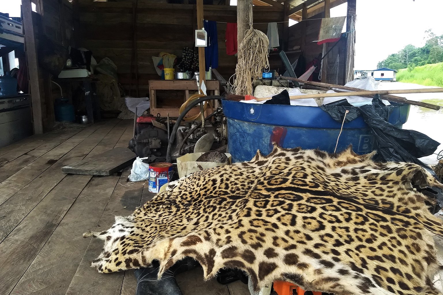 A jaguar skin.