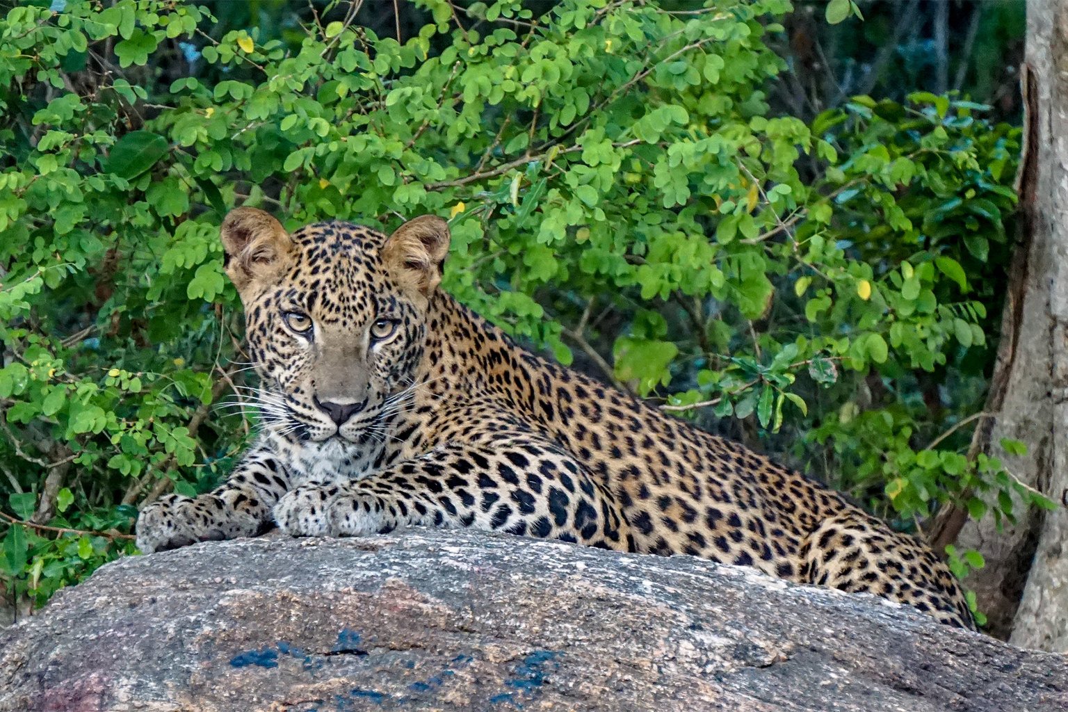A jaguar.