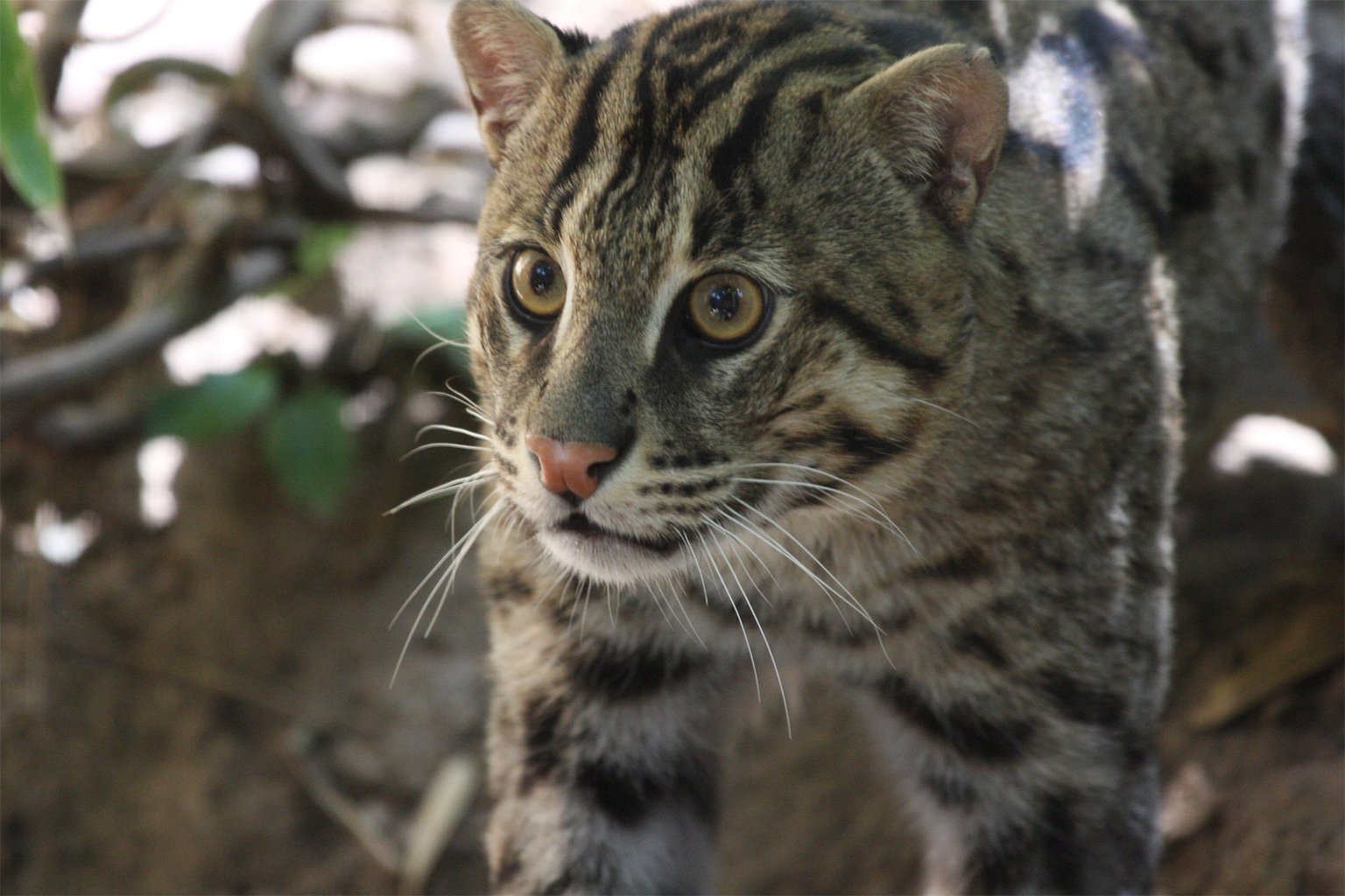 A fishing cat.