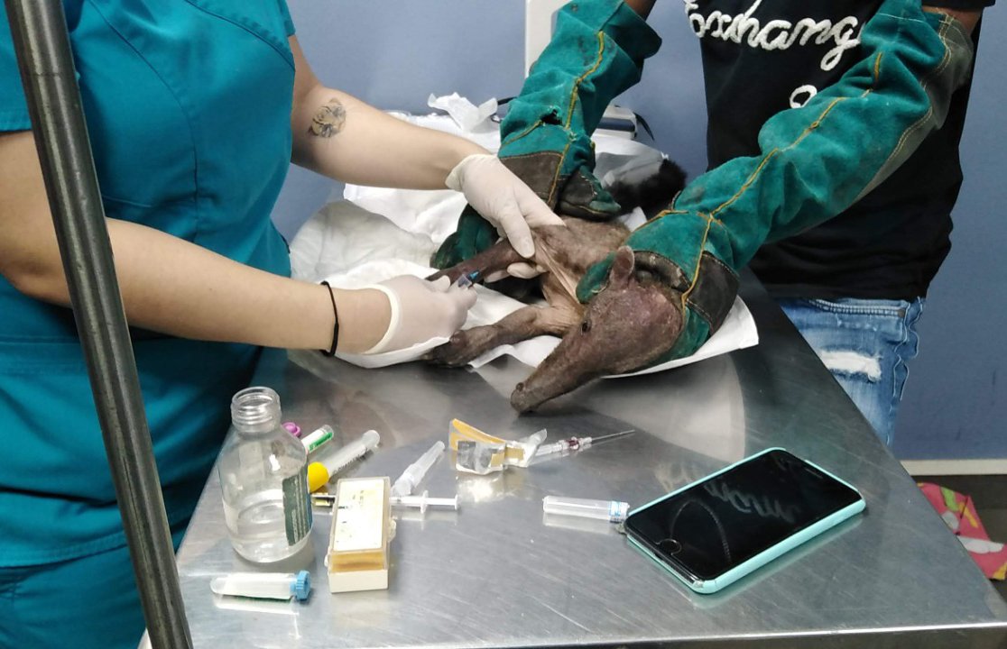 A white-nosed coati with sarcoptic mange and canine distemper.