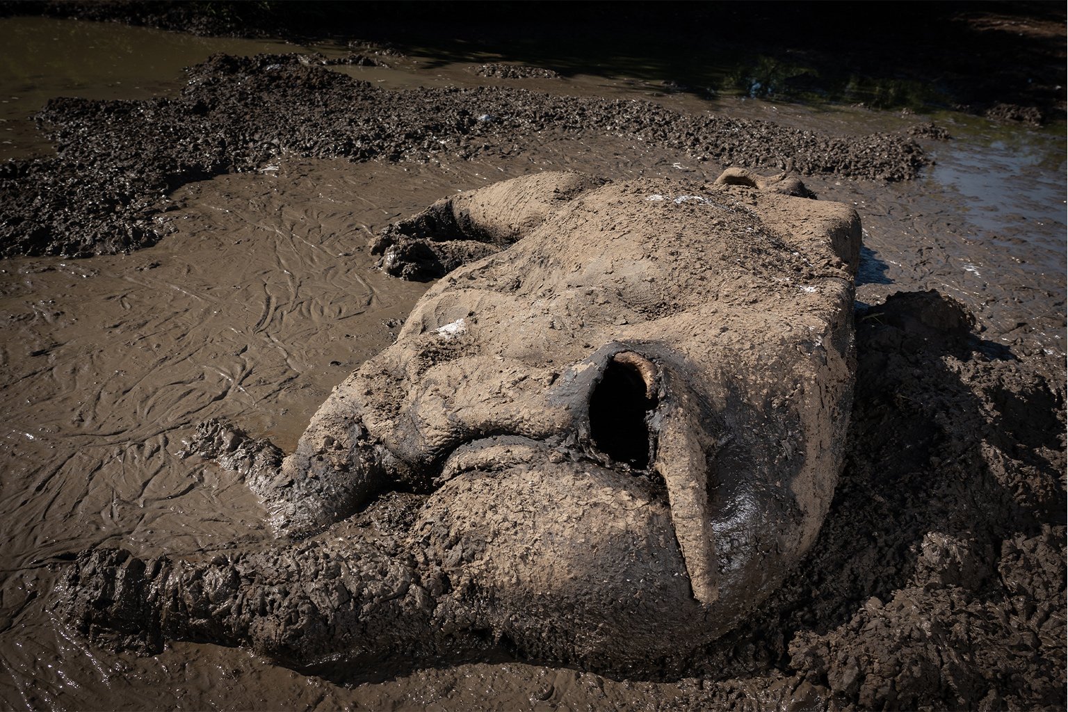 A 2-week-old carcass of a juvenile rhino.