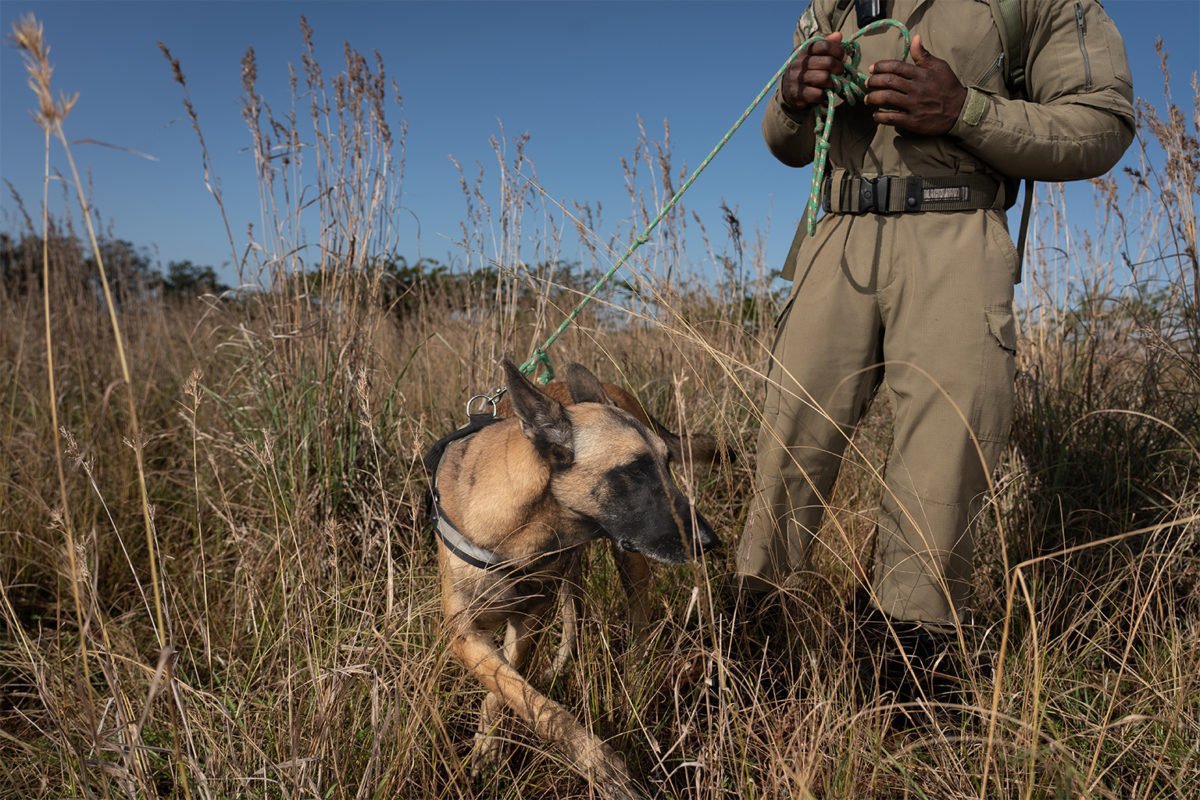 An anti-poaching dog with the Project Rhino K-9 unit.