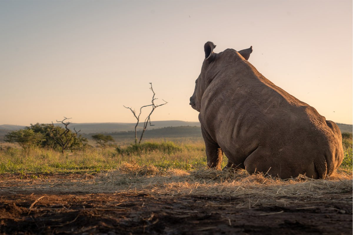 Tweed, a 6-month-old rhino orphan.