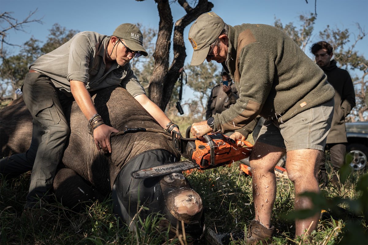 Wildlife veterinarian Mike Toft dehorns a black rhino.