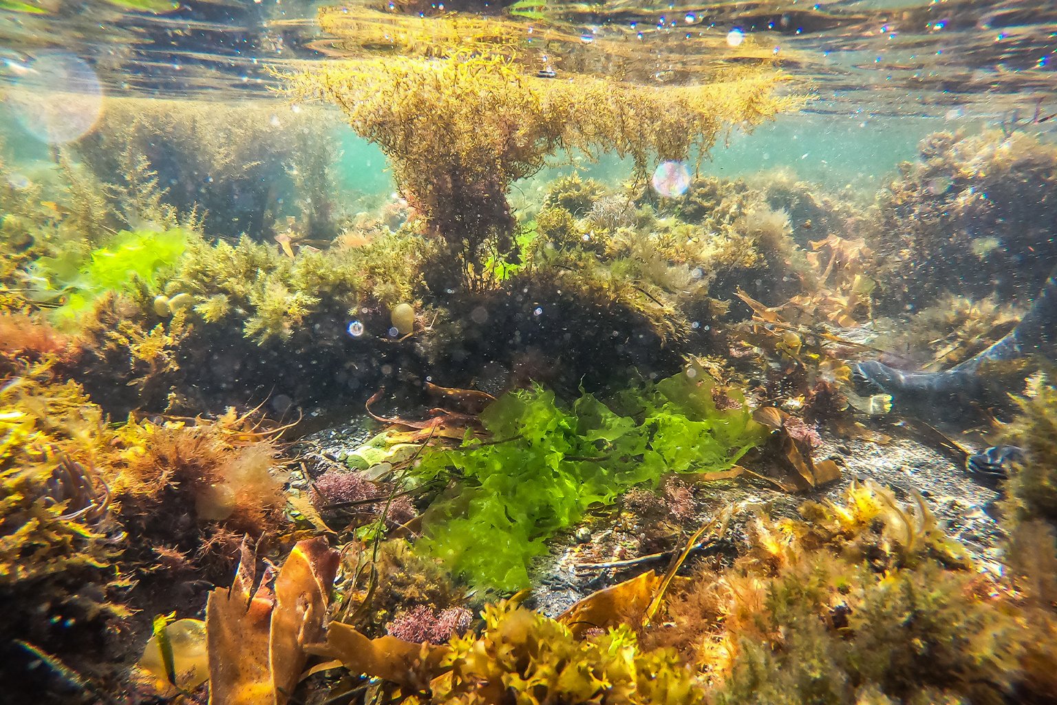 A kelp forest.