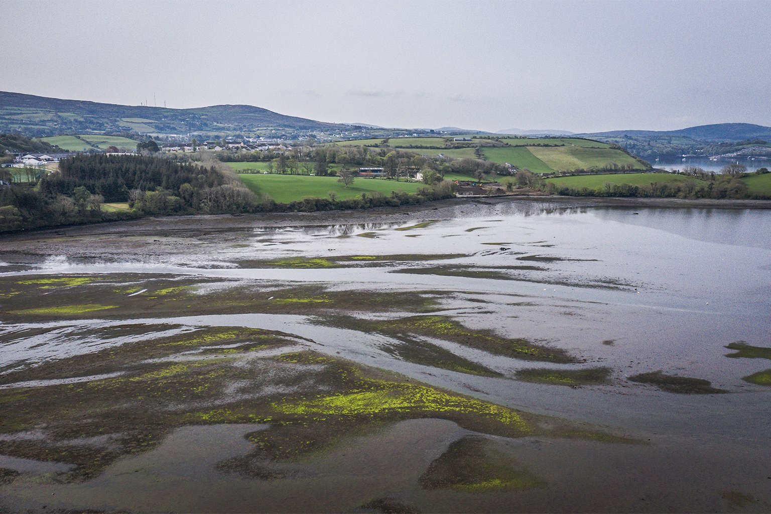 Seaweed on the coast.