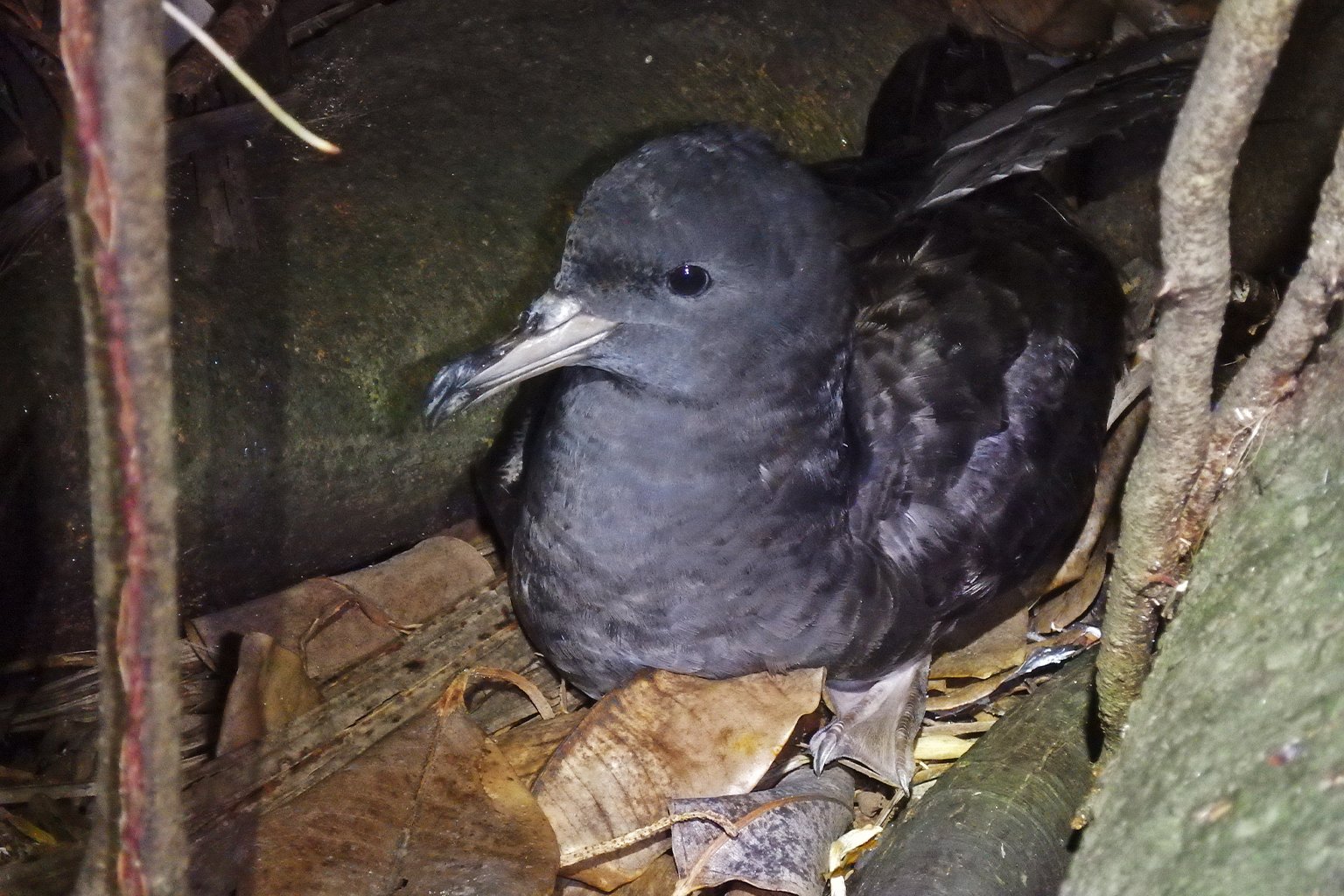 A flesh-footed shearwater.