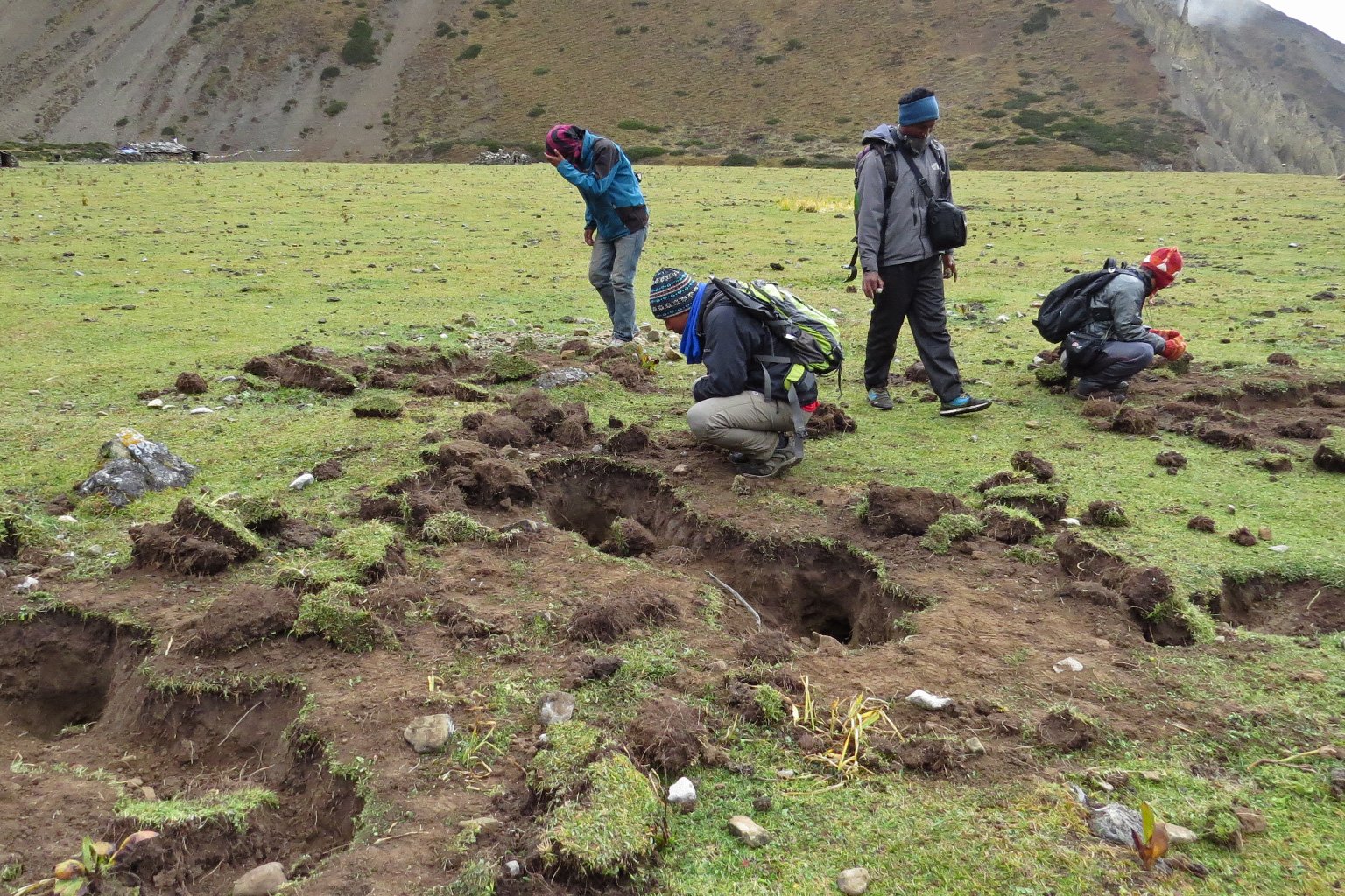 Pits dug by the bears.