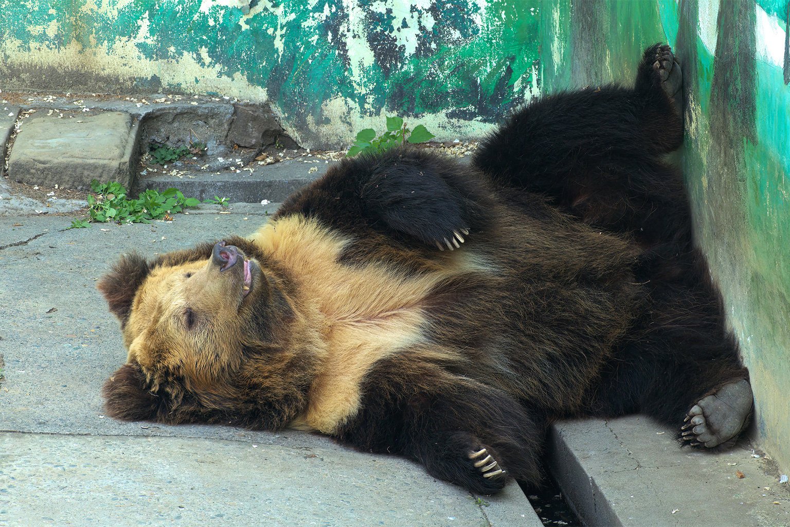 A captive Tibetan brown bear.