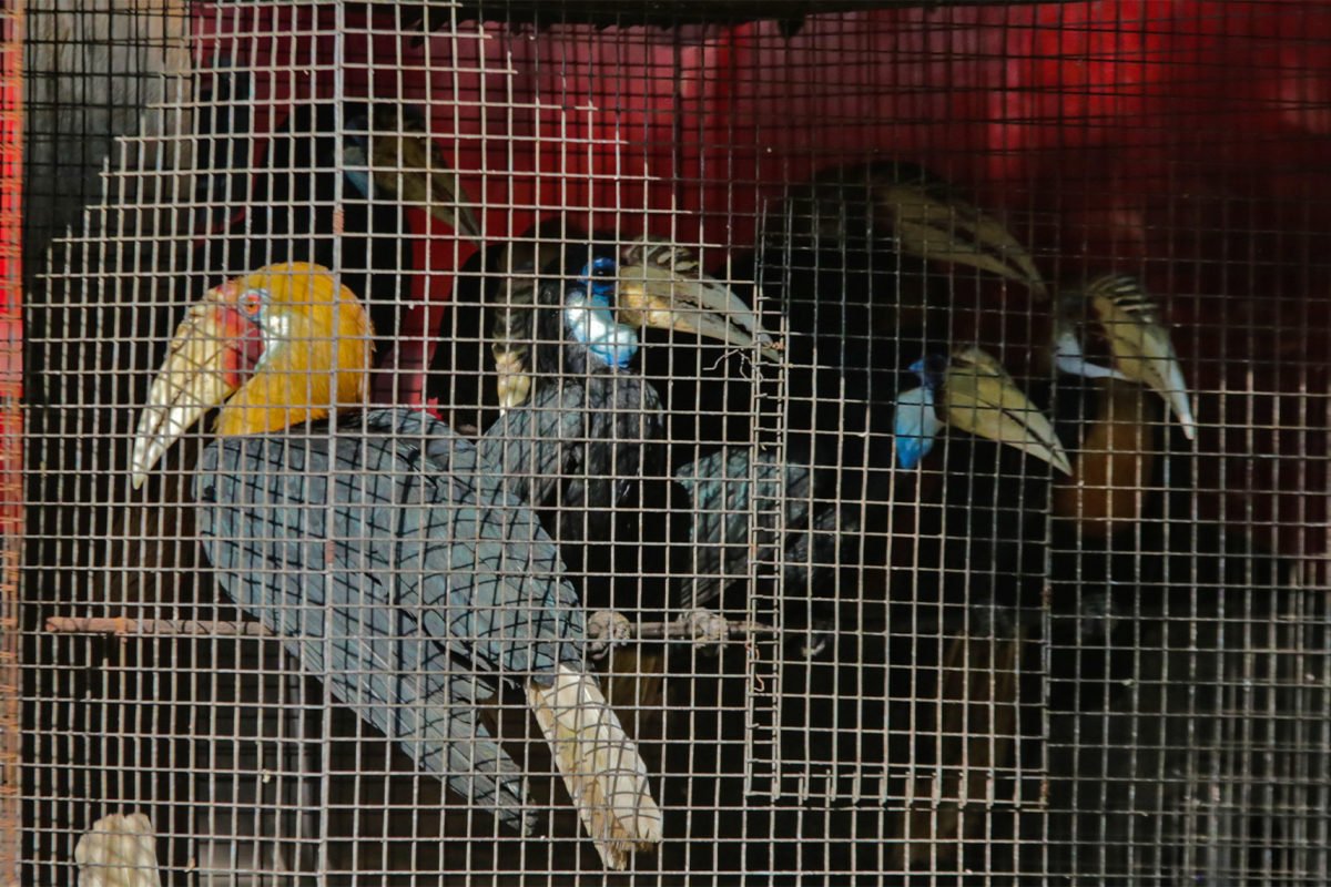 Seized Indonesian birds