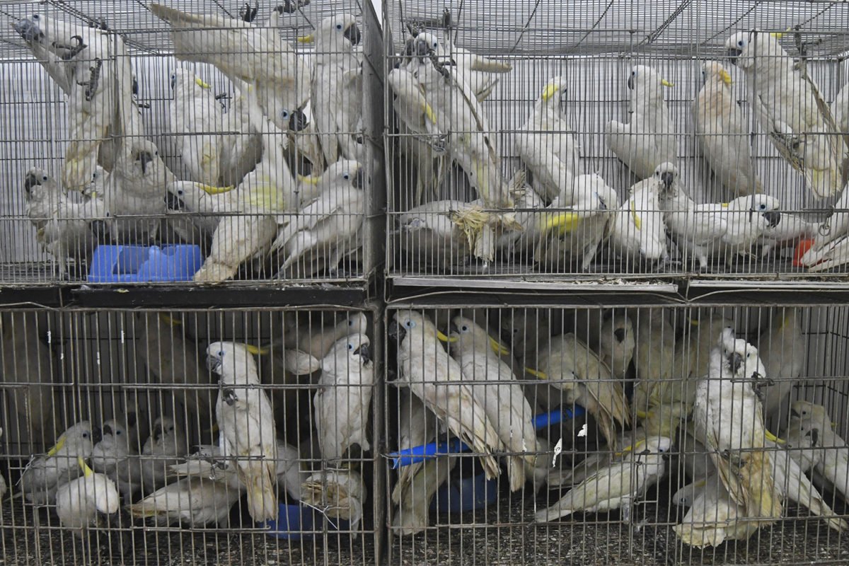 Cockatoos in cages.